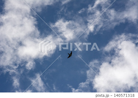 Bird in flight against a cloudy blue sky Bird in flight against a cloudy blue sky 140571318