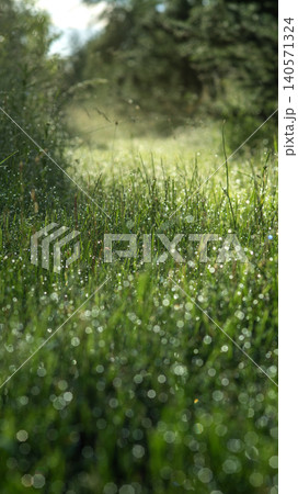 Dew-covered grass in a sunny meadow Dew-covered grass in a sunny meadow 140571324