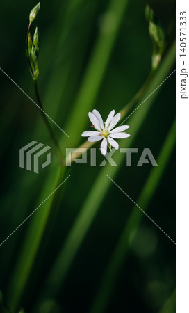 White wildflower on a blurred green background White wildflower on a blurred green background 140571333