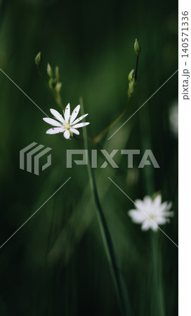 Delicate White Wildflower on a Green Background Delicate White Wildflower on a Green Background 140571336