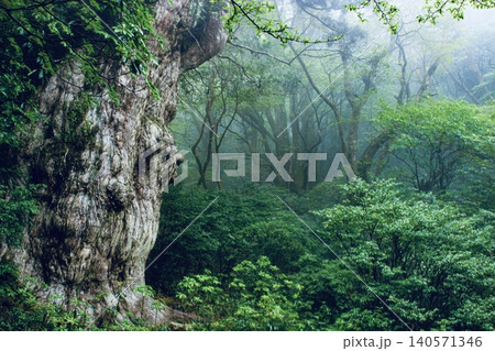【世界遺産屋久島】屋久島の縄文杉 140571346