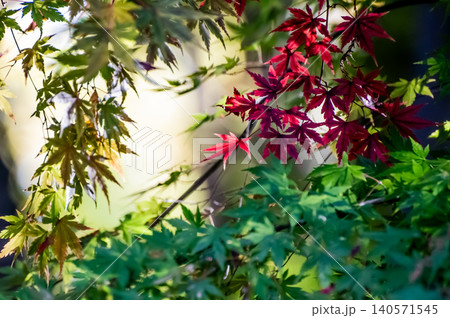 色付く紅葉 色付く紅葉 140571545