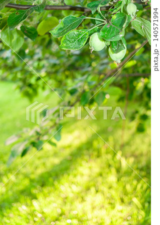 Green leaves and unripe fruit hanging from tree branch in sunny garden Green leaves and unripe fruit hanging from tree branch in sunny garden 140571994