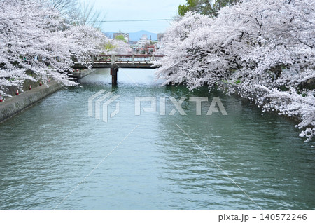 岡崎疏水に咲く桜 岡崎疏水に咲く桜 140572246