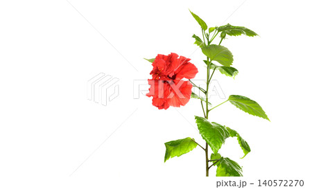 red hibiscus bud on a green branch on a white background on the right 140572270