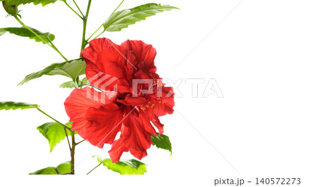 inflorescence of a red double hibiscus on a branch close up on a white background inflorescence of a red double hibiscus on a branch close up on a white background 140572273
