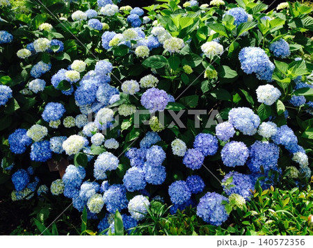 青い紫陽花 青い紫陽花 140572356