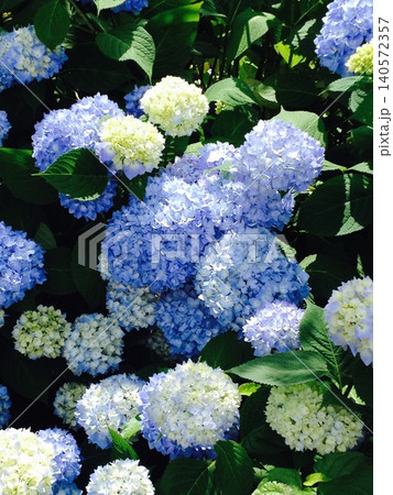 青い紫陽花 140572357