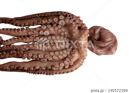 Raw whole octopus with intricate tentacles and suckers displayed on a clean white background, ideal as fresh seafood ingredient for culinary, restaurant or market use Raw whole octopus with intricate tentacles and suckers displayed on a clean white background, ideal as fresh seafood ingredient for culinary, restaurant or market use 140572399
