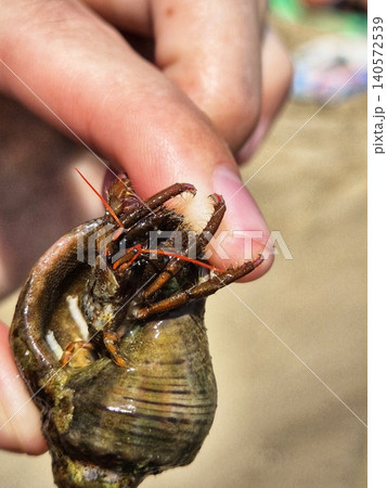 Close-up of a hand holding a hermit crab. The crab takes up residence in the empty shell. Close-up of a hand holding a hermit crab. The crab takes up residence in the empty shell. 140572539