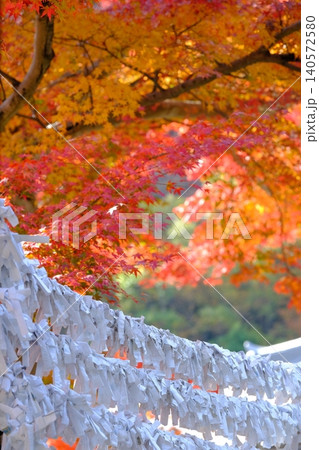 結ばれたおみくじと紅葉の秋イメージ素材 140572580