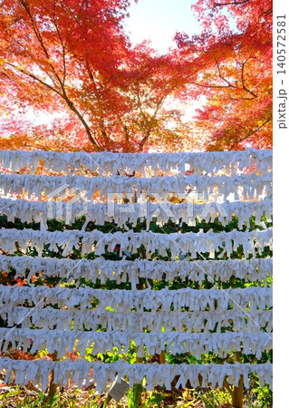 結ばれたおみくじと紅葉の秋イメージ素材 140572581