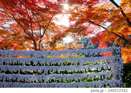結ばれたおみくじと紅葉の秋イメージ素材 結ばれたおみくじと紅葉の秋イメージ素材 140572582