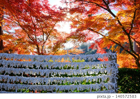 結ばれたおみくじと紅葉の秋イメージ素材 結ばれたおみくじと紅葉の秋イメージ素材 140572583