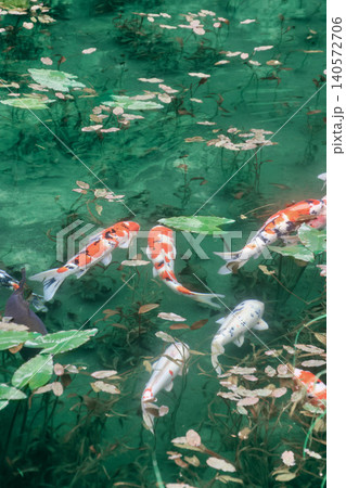 モネの池・絵画のような風景(岐阜県・関市) モネの池・絵画のような風景(岐阜県・関市) 140572706