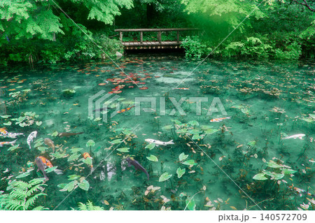モネの池・絵画のような風景(岐阜県・関市) モネの池・絵画のような風景(岐阜県・関市) 140572709