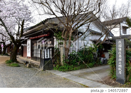 福岡県朝倉市 秋月杉の馬場(秋月城跡)の満開桜と黒門茶屋 福岡県朝倉市 秋月杉の馬場(秋月城跡)の満開桜と黒門茶屋 140572897