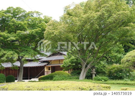 初夏の皇居東御苑:二の丸庭園の諏訪の茶屋と青もみじ 初夏の皇居東御苑:二の丸庭園の諏訪の茶屋と青もみじ 140573019