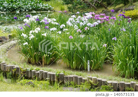 皇居東御苑 二の丸庭園の池辺に咲き誇る初夏の花菖蒲 皇居東御苑 二の丸庭園の池辺に咲き誇る初夏の花菖蒲 140573135