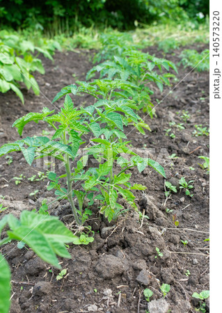 Organic vegetables tomato are being grown in dark soil during the summer. The garden has various plants thriving under sunlight in a backyard setting Organic vegetables tomato are being grown in dark soil during the summer. The garden has various plants thriving under sunlight in a backyard setting 140573220