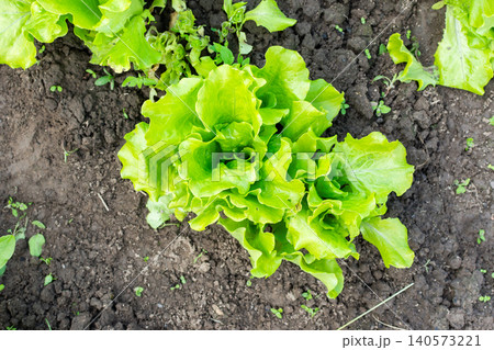 Lettuce grows in healthy soil under sunlight during summer. The garden is full of organic vegetables ready for harvest and serves as a great source of fresh ingredients Lettuce grows in healthy soil under sunlight during summer. The garden is full of organic vegetables ready for harvest and serves as a great source of fresh ingredients 140573221