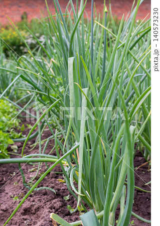 Green onions are freshly harvested from the garden. The soil is rich and dark, showing the roots of the onions. The scene captures the joy of picking fresh food outdoors Green onions are freshly harvested from the garden. The soil is rich and dark, showing the roots of the onions. The scene captures the joy of picking fresh food outdoors 140573230