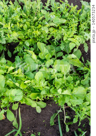A garden filled with rows of green arugula plants shows a fresh summer harvest. The rich soil supports the growth under bright sunlight A garden filled with rows of green arugula plants shows a fresh summer harvest. The rich soil supports the growth under bright sunlight 140573234