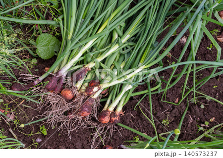 Green onions are freshly harvested from the garden. The soil is rich and dark, showing the roots of the onions. The scene captures the joy of picking fresh food outdoors Green onions are freshly harvested from the garden. The soil is rich and dark, showing the roots of the onions. The scene captures the joy of picking fresh food outdoors 140573237
