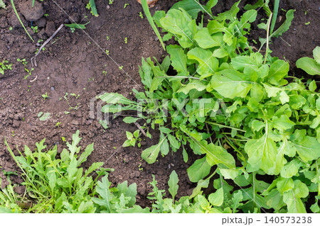 A garden filled with rows of green arugula plants shows a fresh summer harvest. The rich soil supports the growth under bright sunlight 140573238