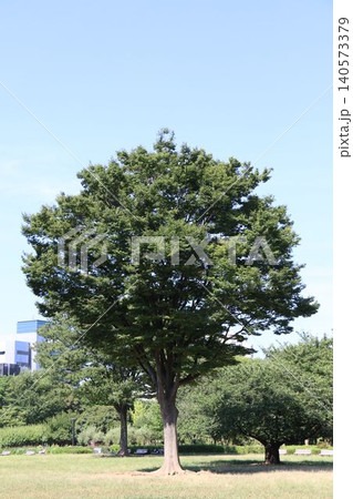 都会のオアシス・木場公園で見つけた緑豊かな大樹の風景 140573379