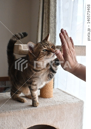 ハイタッチで挨拶する猫 ハイタッチで挨拶する猫 140573408