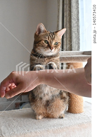 ハイタッチで挨拶する猫 ハイタッチで挨拶する猫 140573410