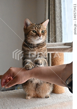 ハイタッチで挨拶する猫 ハイタッチで挨拶する猫 140573411