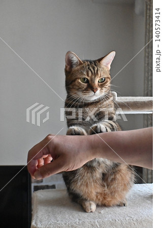 ハイタッチで挨拶する猫 ハイタッチで挨拶する猫 140573414
