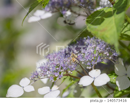 梅雨の晴れ間に息づく額紫陽花とミツバチ 梅雨の晴れ間に息づく額紫陽花とミツバチ 140573416