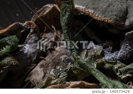 Mold Covered Leftover Food Illustrating Food Safety. Mold Covered Leftover Food Illustrating Food Safety. 140573429