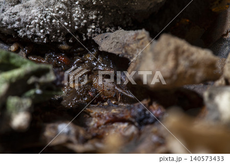 Mold Covered Leftover Food Illustrating Food Safety. Mold Covered Leftover Food Illustrating Food Safety. 140573433