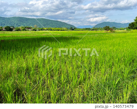 Lush green rice paddy field landscape under cloudy blue sky in Thailand. Beautiful rural agriculture scenery with mountain background, vibrant tropical nature panorama during sunny day Lush green rice paddy field landscape under cloudy blue sky in Thailand. Beautiful rural agriculture scenery with mountain background, vibrant tropical nature panorama during sunny day 140573479