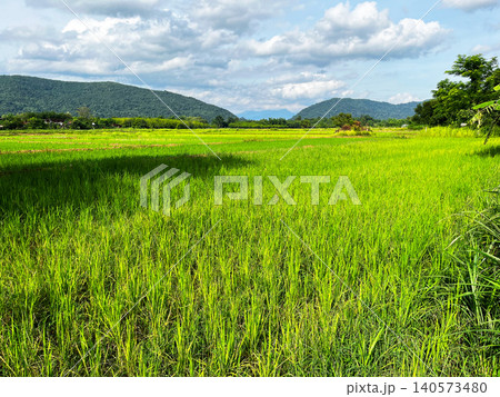 Lush green rice paddy field landscape under cloudy blue sky in Thailand. Beautiful rural agriculture scenery with mountain background, vibrant tropical nature panorama during sunny day Lush green rice paddy field landscape under cloudy blue sky in Thailand. Beautiful rural agriculture scenery with mountain background, vibrant tropical nature panorama during sunny day 140573480