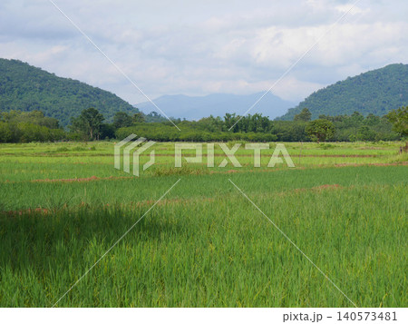Lush green rice paddy field landscape under cloudy blue sky in Thailand. Beautiful rural agriculture scenery with mountain background, vibrant tropical nature panorama during sunny day 140573481