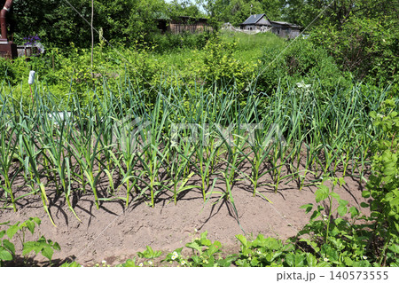 A bed of green garlic plants in a vegetable garden 140573555
