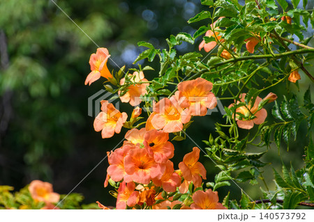 鮮やかなオレンジ色の花を咲かせるノウゼンカズラ 鮮やかなオレンジ色の花を咲かせるノウゼンカズラ 140573792