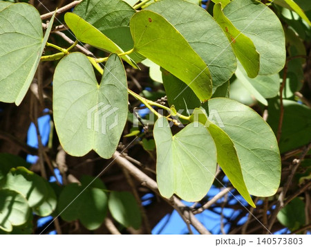 Bilobed leaves of Bauhinia forficata in Cordoba, Argentina Bilobed leaves of Bauhinia forficata in Cordoba, Argentina 140573803