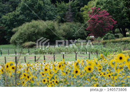 夏の公園に咲き乱れるひまわりと奥に佇む百日紅の木 夏の公園に咲き乱れるひまわりと奥に佇む百日紅の木 140573806