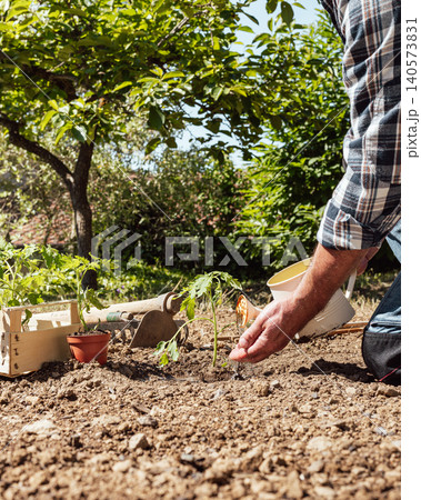 Hand watering tomato seedlings in the ground. Agriculture. Hand watering tomato seedlings in the ground. Agriculture. 140573831