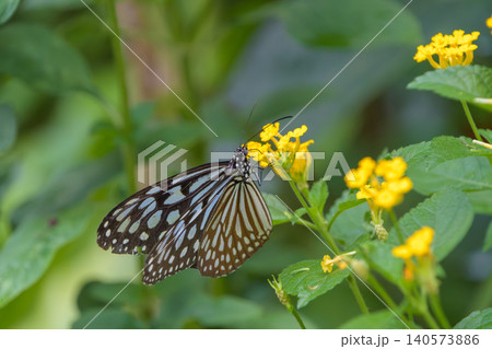 黄色いランタナの花に集まり蜜を吸うアサギマダラ 黄色いランタナの花に集まり蜜を吸うアサギマダラ 140573886