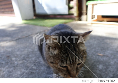 近くに寄ってくるキジトラ猫のクローズアップ(俯瞰アングル) 近くに寄ってくるキジトラ猫のクローズアップ(俯瞰アングル) 140574102