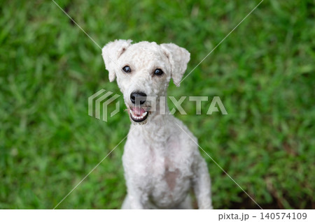 Happy looking poodle dog portrait Happy looking poodle dog portrait 140574109