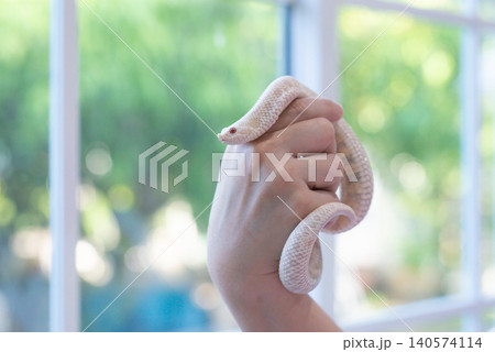 Close-up of a Snow Western Hognose snake (Heterodon nasicus) coiled on a person's hand with blurred window background. Close-up of a Snow Western Hognose snake (Heterodon nasicus) coiled on a person's hand with blurred window background. 140574114