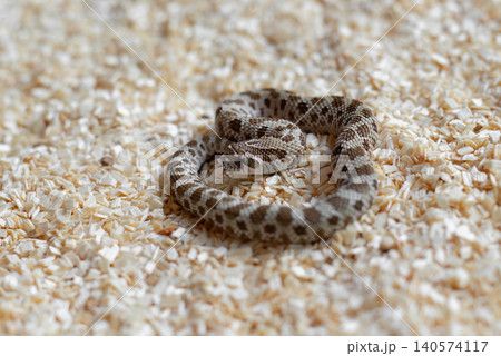Close-up of a cute newborn Western Hognose snake hatchling (Heterodon nasicus) coiled on wood shavings looking at the camera. Close-up of a cute newborn Western Hognose snake hatchling (Heterodon nasicus) coiled on wood shavings looking at the camera. 140574117